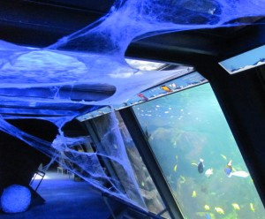 Acquario di Cattolica ragnate nei tropicali
