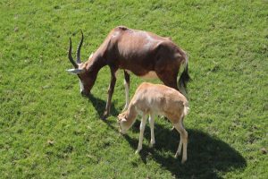 antilopeBlesbok_Zoom