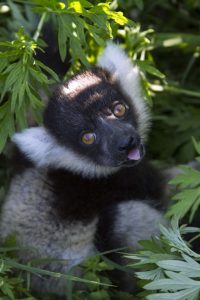 zoom_cucciolilemurivarecia_c