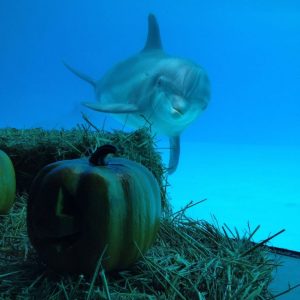 oltremare-halloween