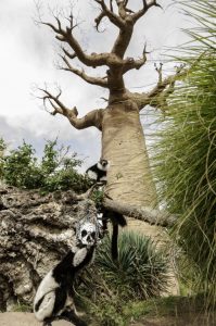 zoom-torino-madagascar_halloween2016_3_rid