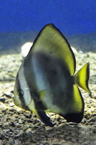 Acquario Cala Gonone - pesce pipistrello