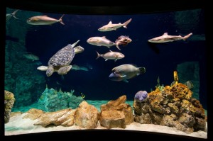 Aquario Livorno ph-merlofotografia 120