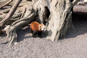zoom torino Nepal panda rosso
