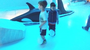 acquario cattolica Pinguini1