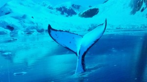 acquario cattolica Pinguini13