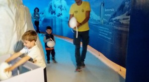 acquario cattolica Pinguini2