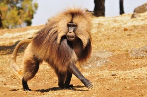 natura viva Nuova Specie Gelada