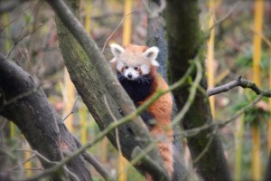 natura viva panda rosso piccolo2