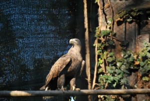 natura viva AQUILA DI MARE CODA BIANCA