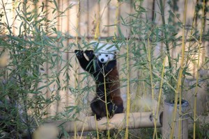 natura viva panda rosso piccolo