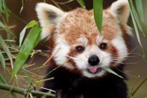 natura-viva-panda_rosso