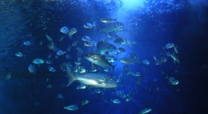 acquario cala gonone 03