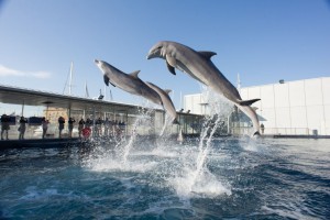 Acquario di Genova delfini