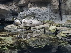 acquario-genova-cucciolo-foca