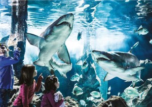 acquario cattolica squali 93