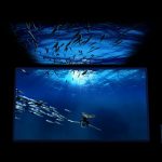 acquario-genova-regeneration